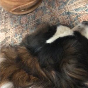 Meet your Posher, Brayton